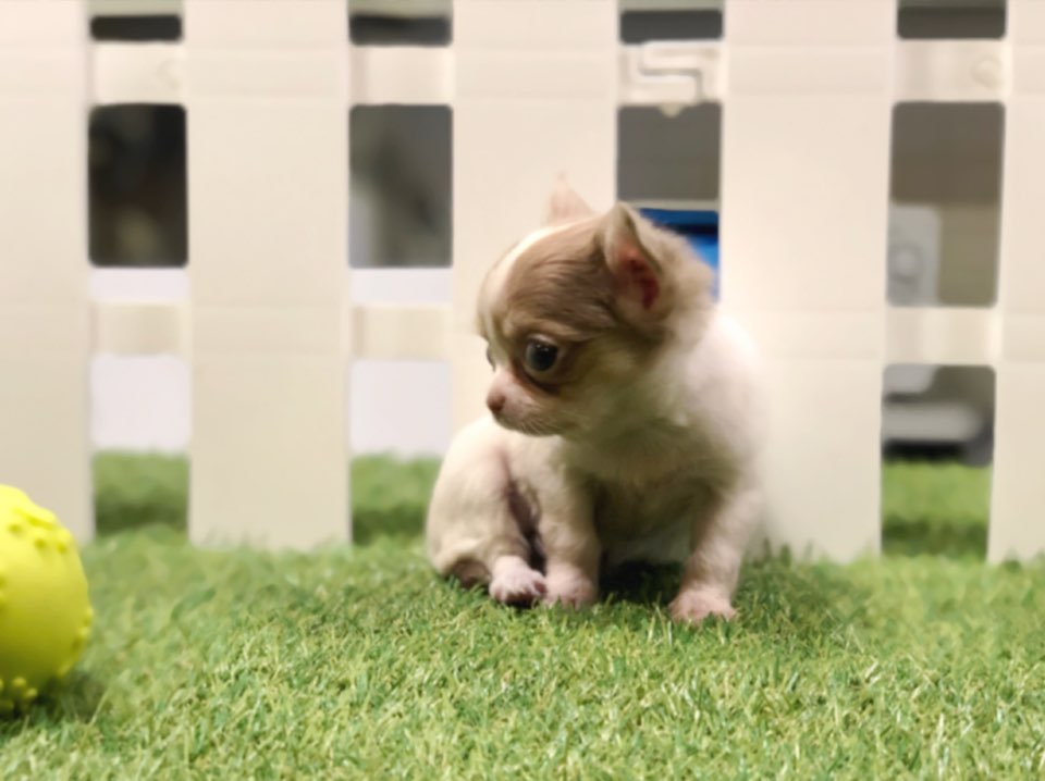 치와와 입양합니다