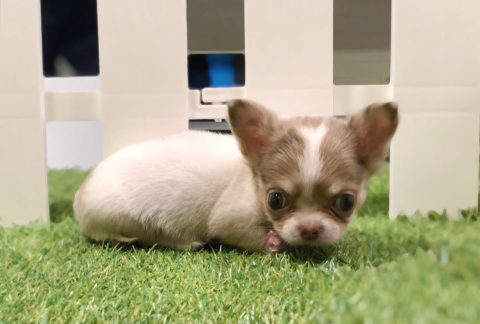 치와와 입양합니다