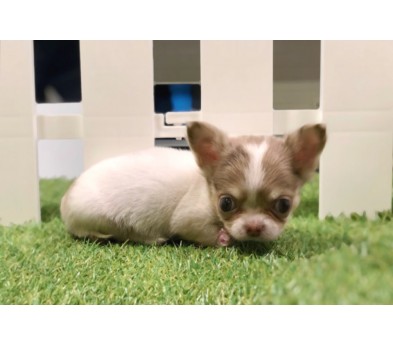 치와와 입양합니다