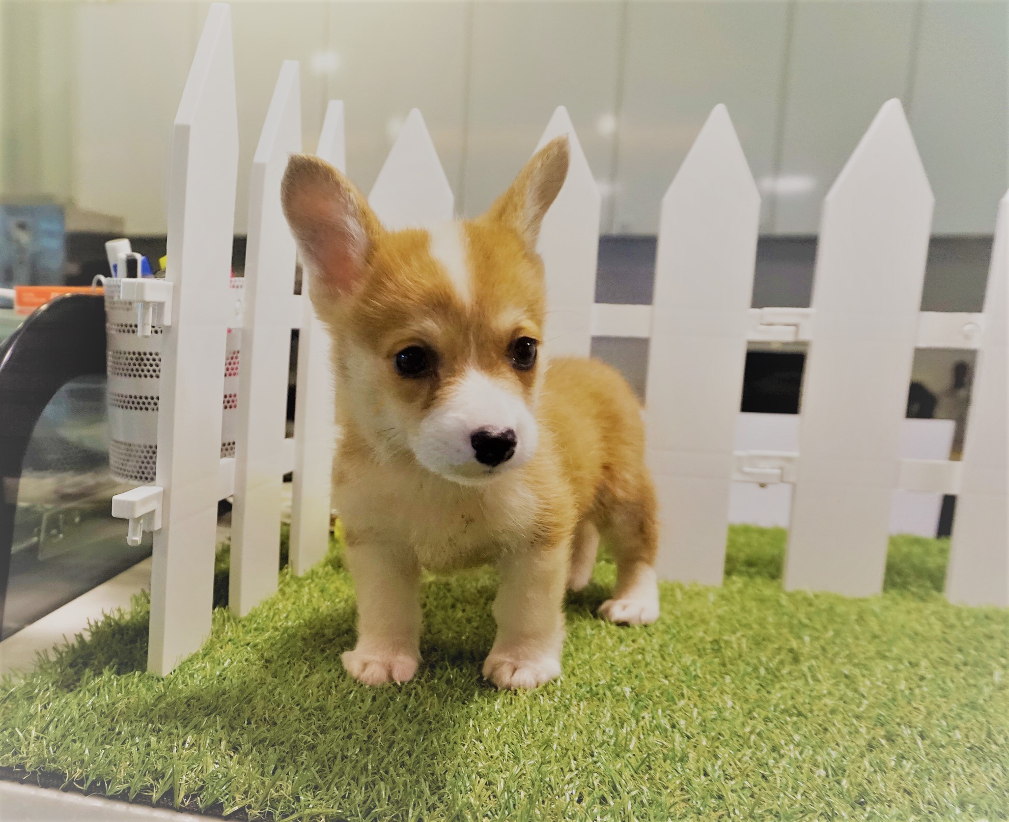 웰시코기 입양합니다