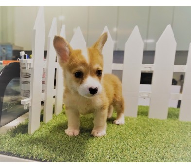 웰시코기 입양합니다