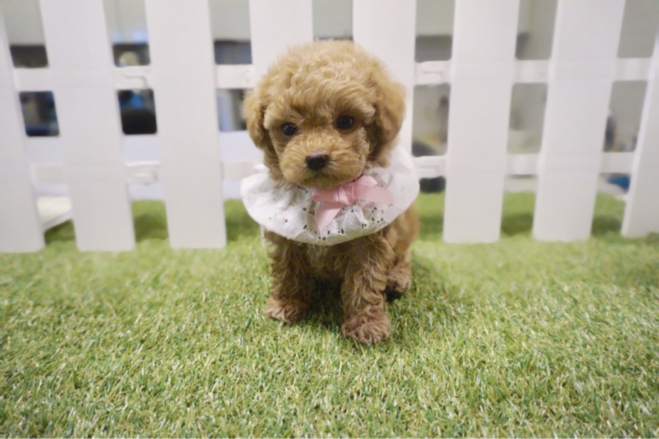 토이푸들 입양합니다