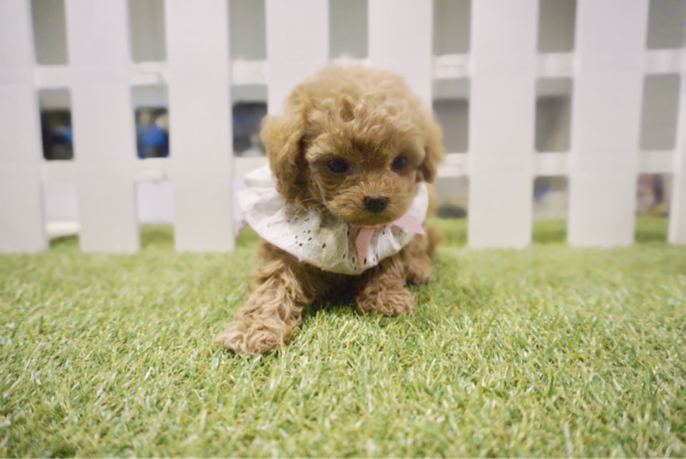 토이푸들 입양합니다