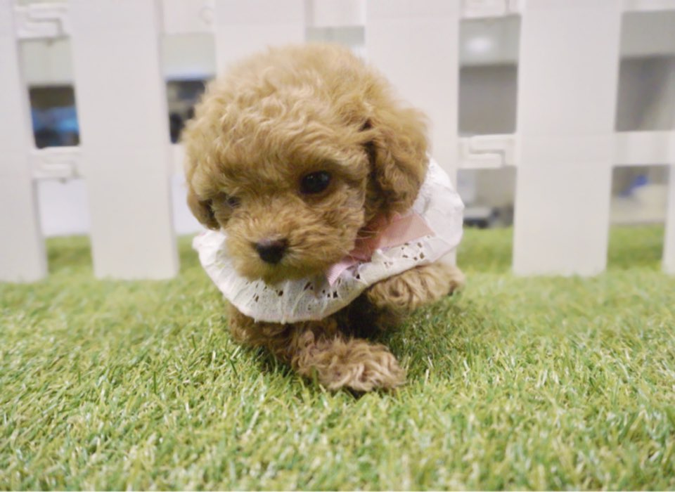 토이푸들 입양합니다