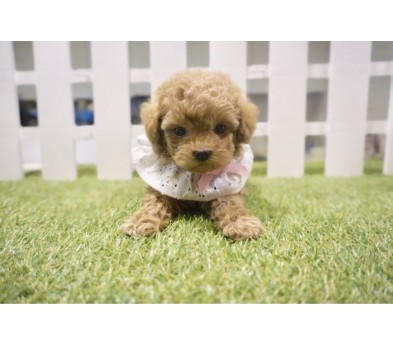 토이푸들 입양합니다