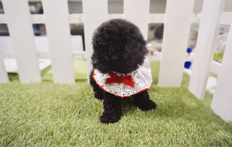 토이푸들 입양합니다