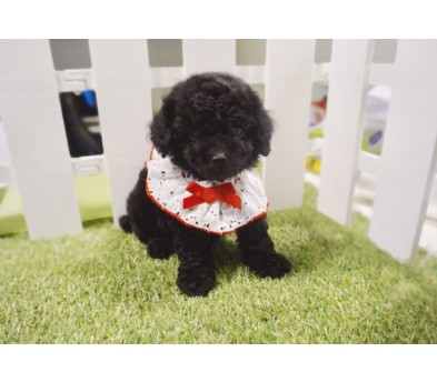 토이푸들 입양합니다