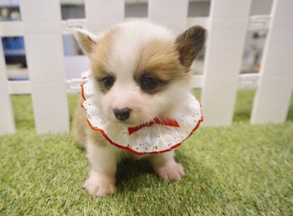 웰시코기 입양합니다