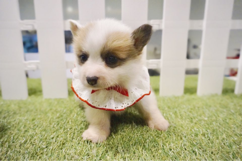 웰시코기 입양합니다