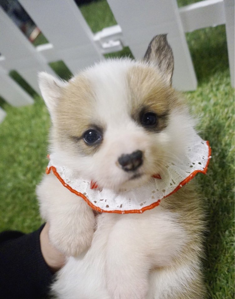 웰시코기 입양합니다