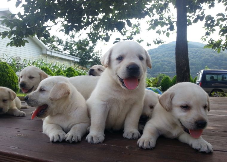 래브라도 리트리버입양합니다