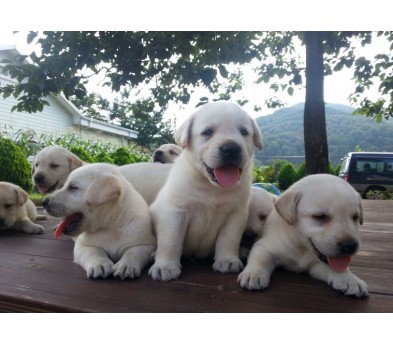 래브라도 리트리버입양합니다