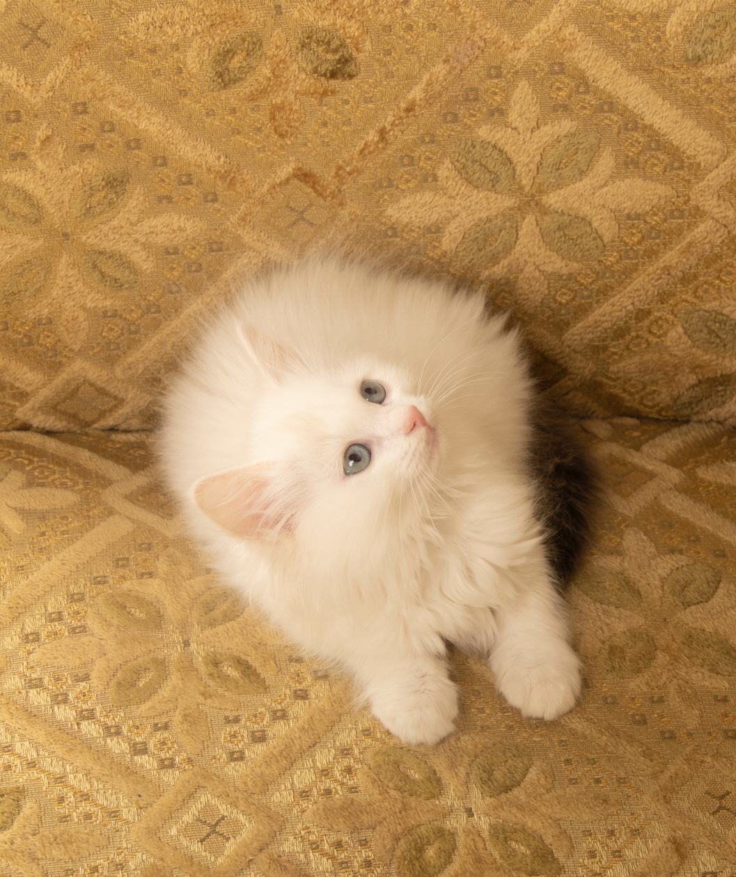 렉돌 입양합니다