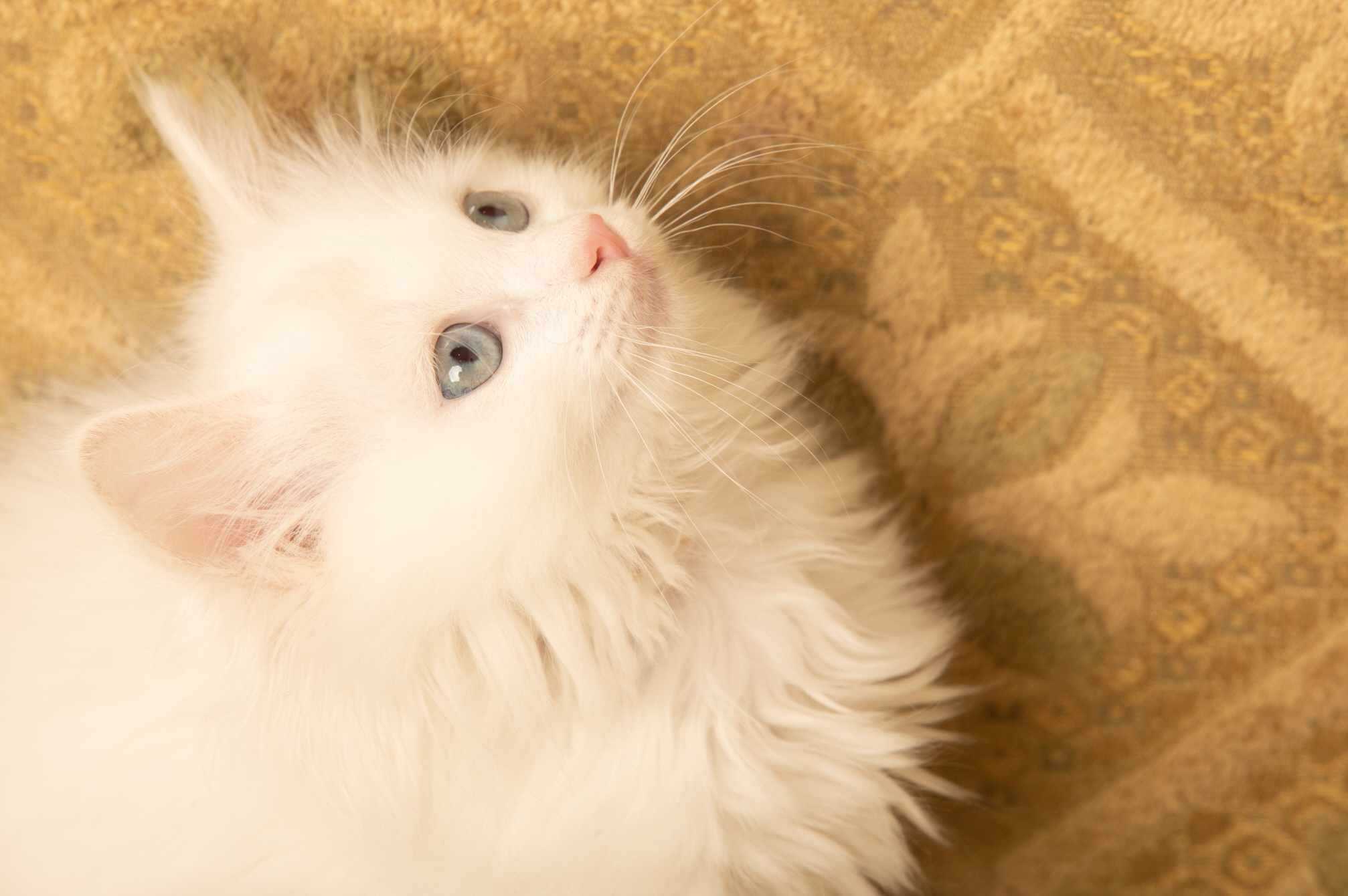 렉돌 입양합니다