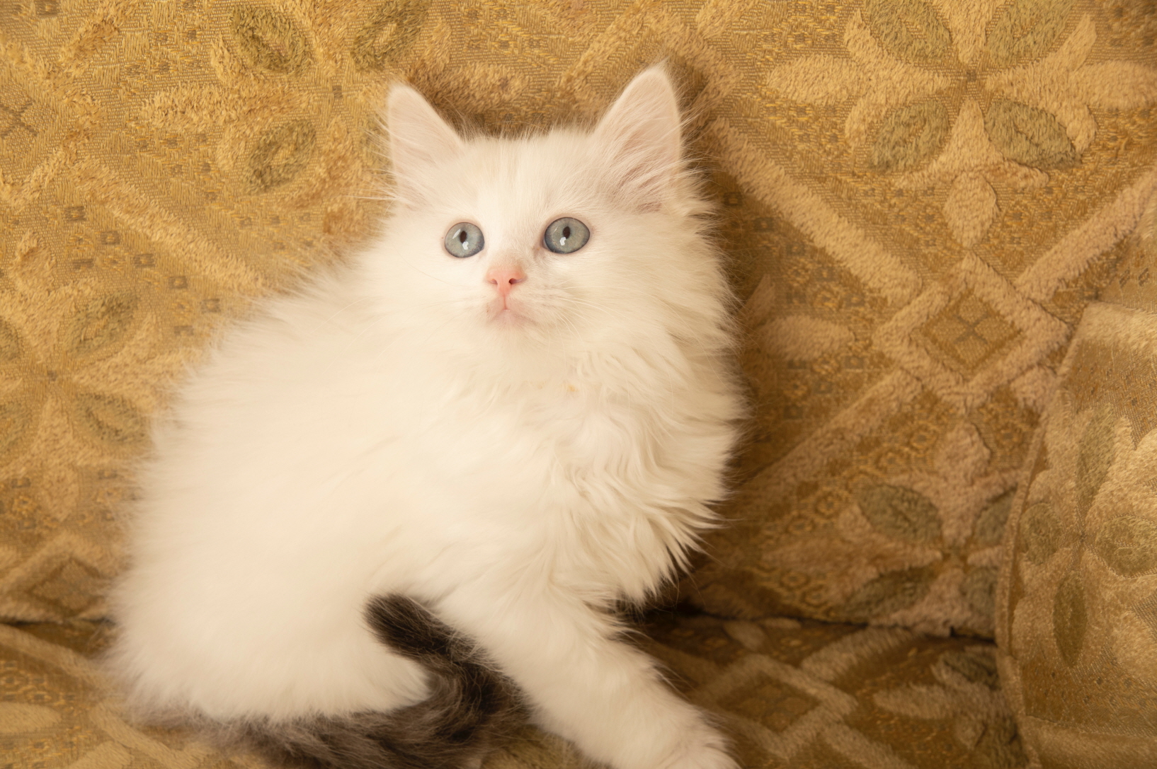 렉돌 입양합니다