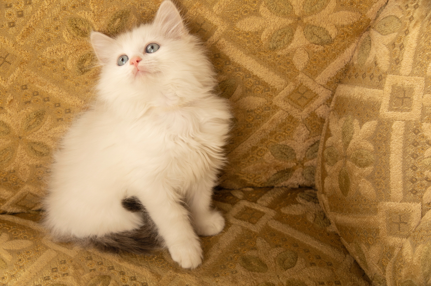 렉돌 입양합니다