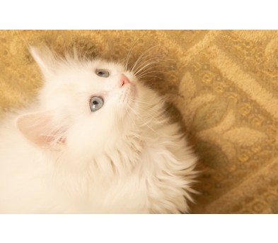 렉돌 입양합니다