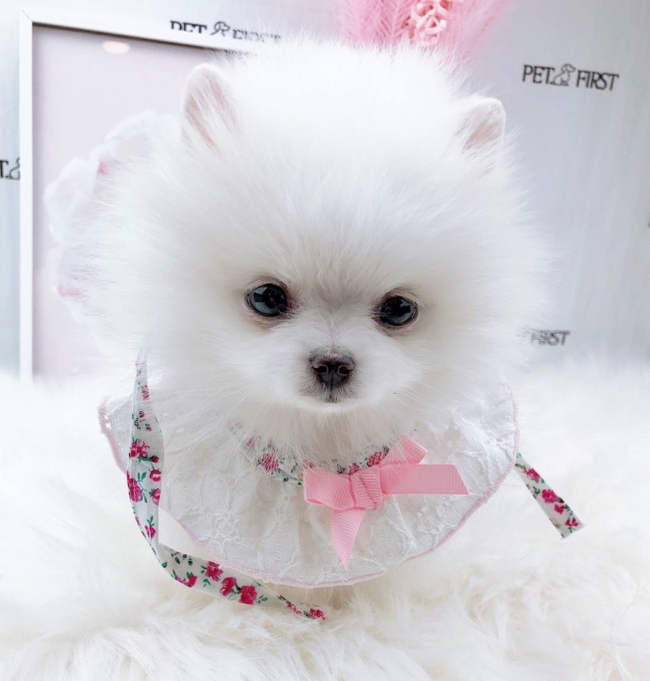 포메라니안 입양합니다 