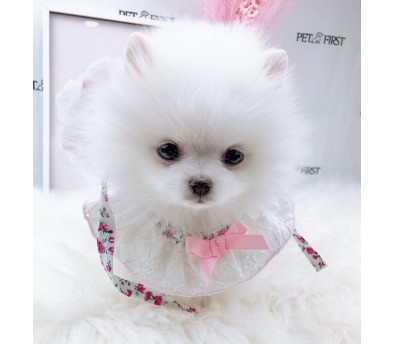 포메라니안 입양합니다 