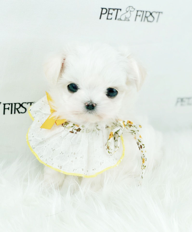 말티즈분양 입양합니다