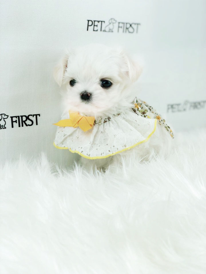 말티즈분양 입양합니다