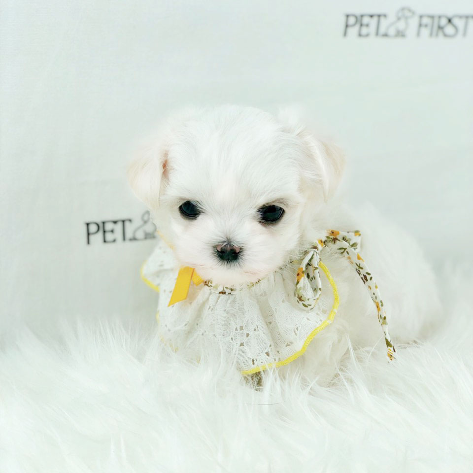 말티즈분양 입양합니다