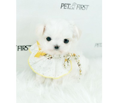 말티즈분양 입양합니다