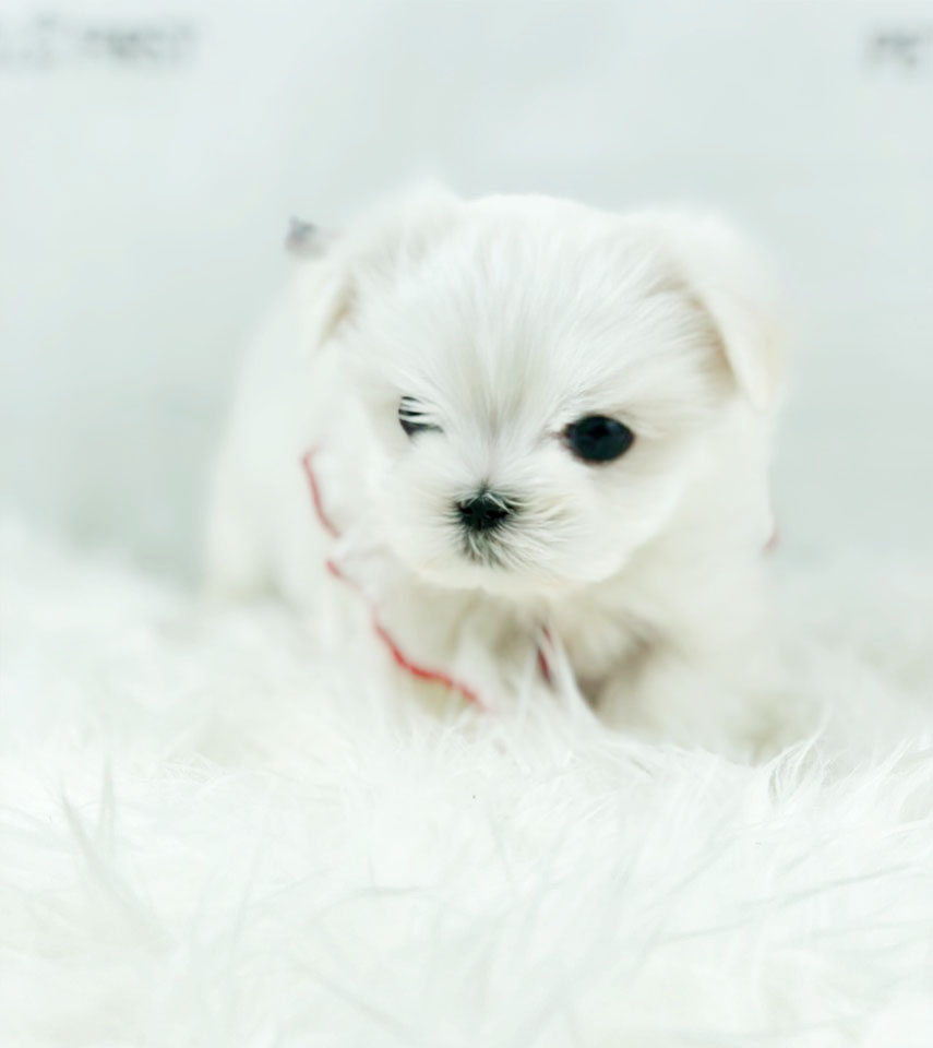 말티즈분양 입양합니다