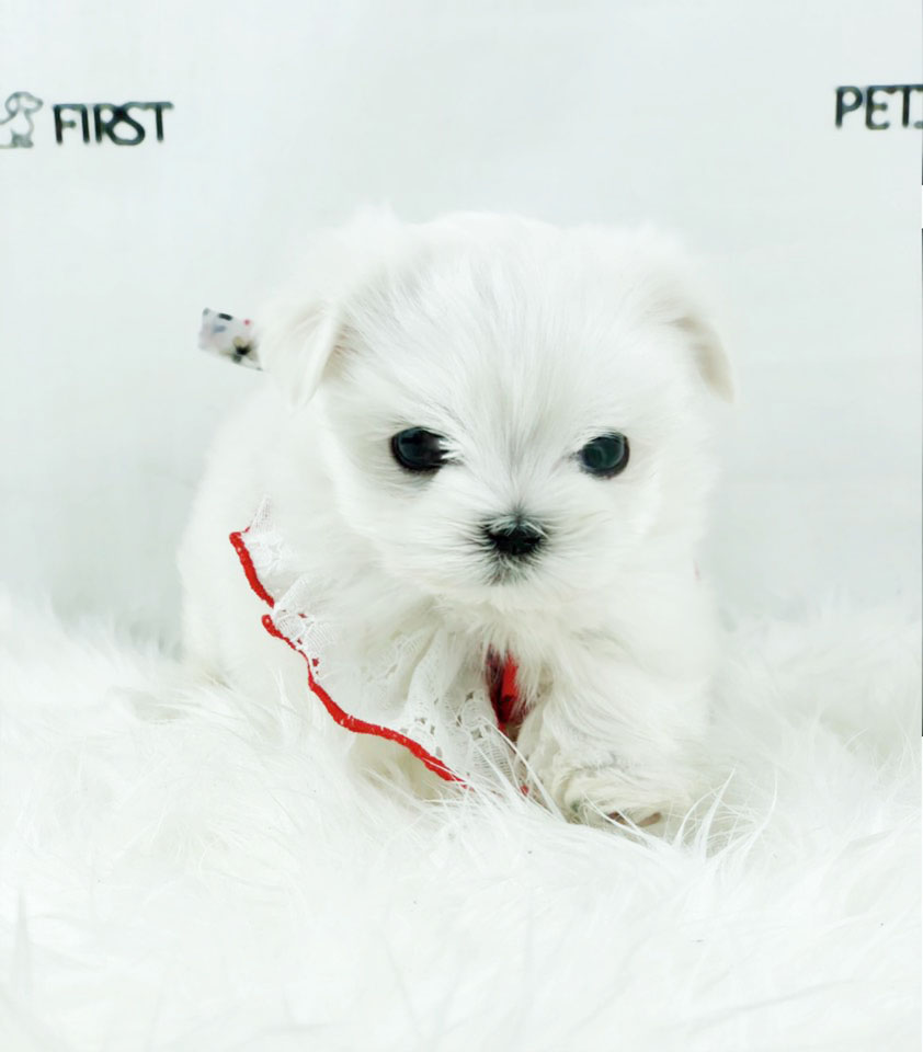 말티즈분양 입양합니다