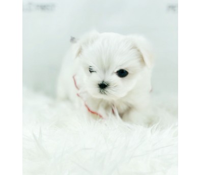 말티즈분양 입양합니다