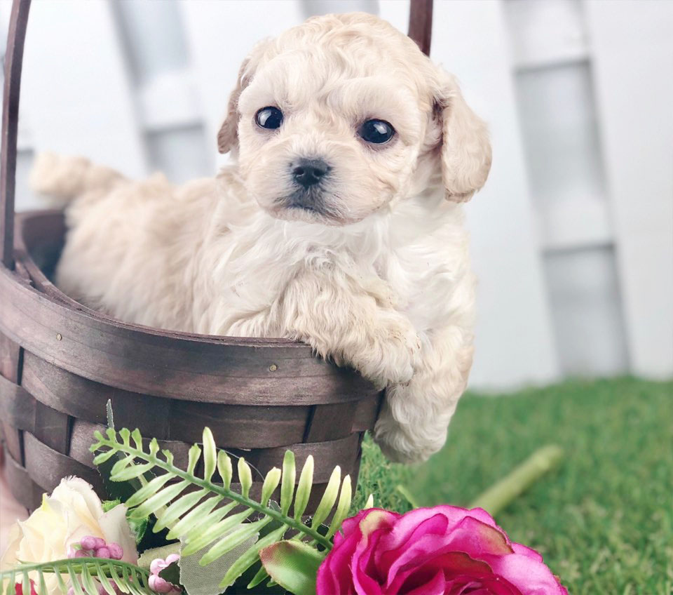 토이푸들분양 입양합니다