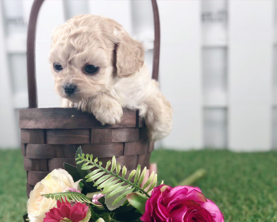 토이푸들분양 입양합니다