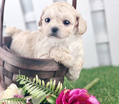 토이푸들분양 입양합니다