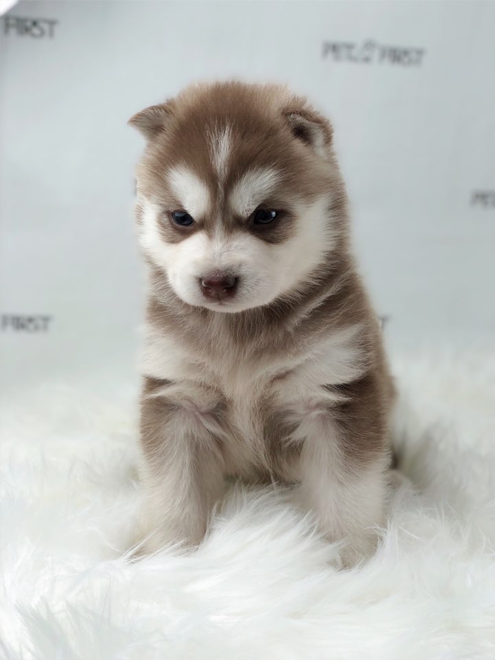 시베리안허스키 입양합니다