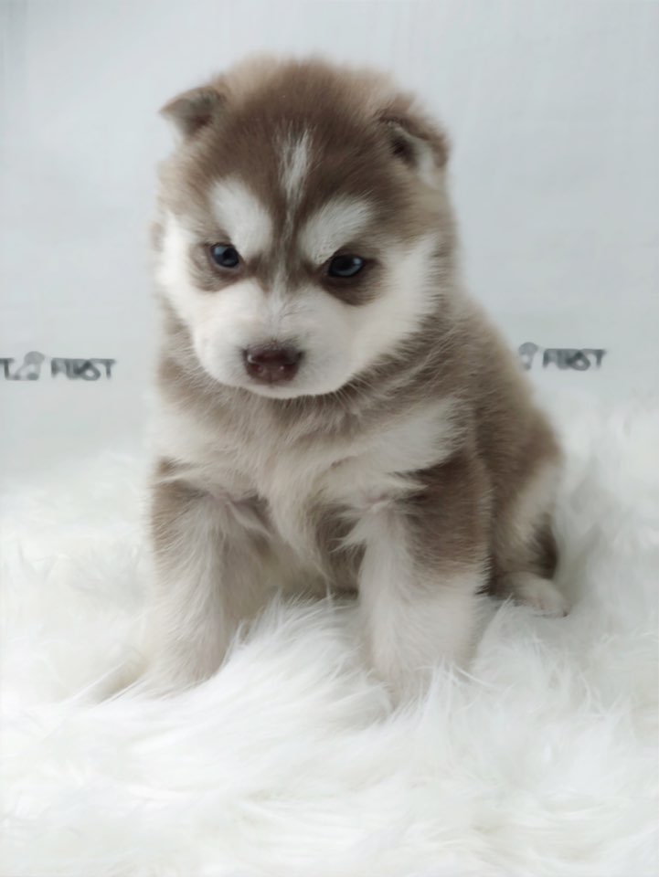 시베리안허스키 입양합니다