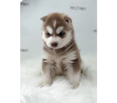 시베리안허스키 입양합니다