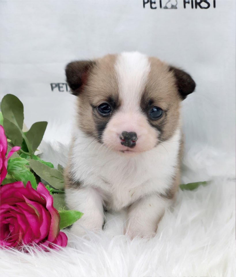 웰시코기 입양합니다 