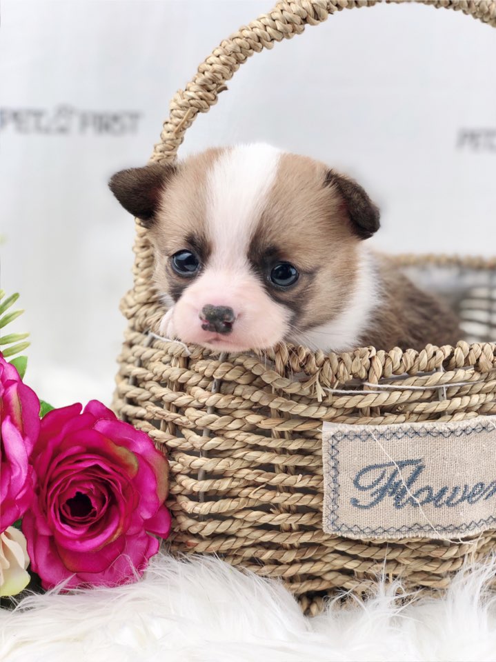 웰시코기 입양합니다 