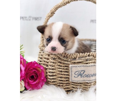 웰시코기 입양합니다 