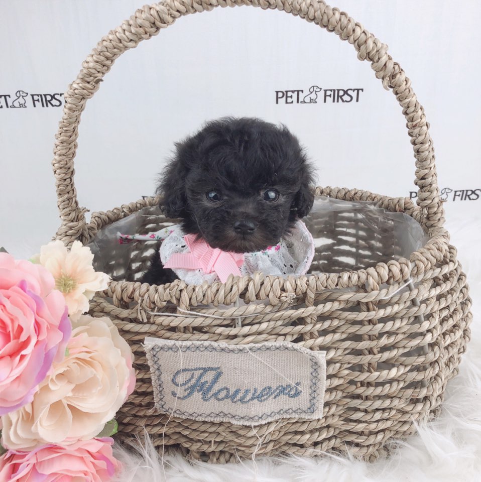 토이푸들 입양합니다