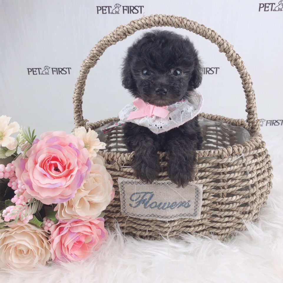 토이푸들 입양합니다