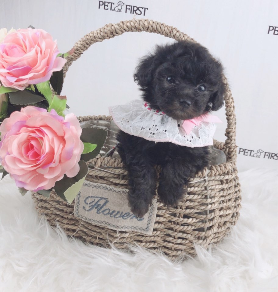 토이푸들 입양합니다