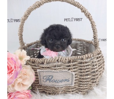 토이푸들 입양합니다