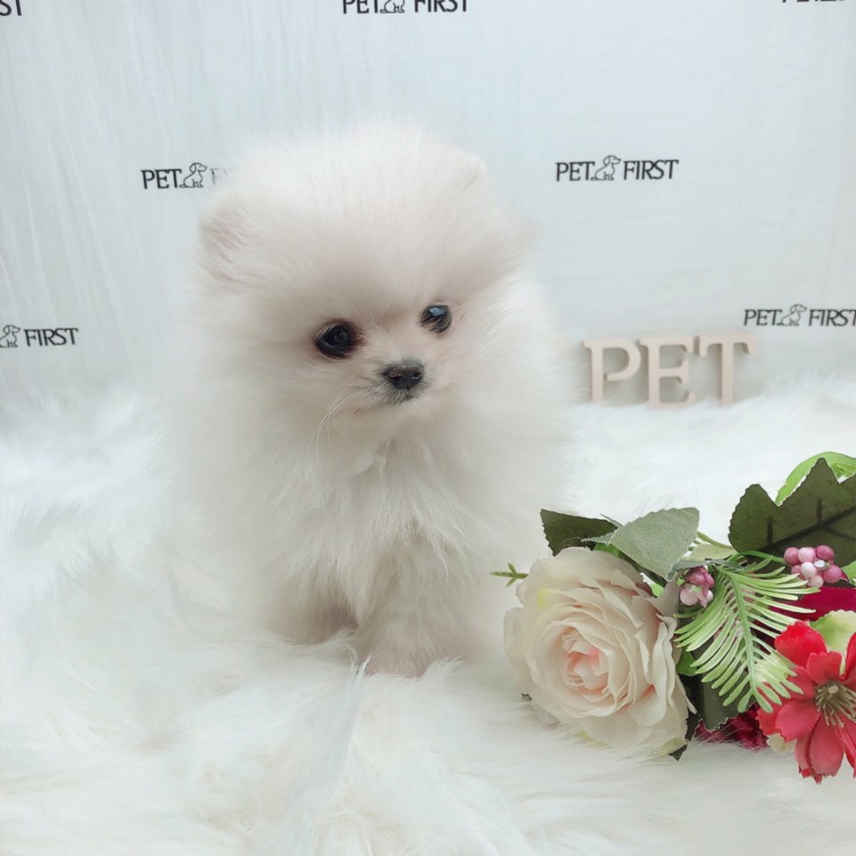 포메라니안 입양합니다