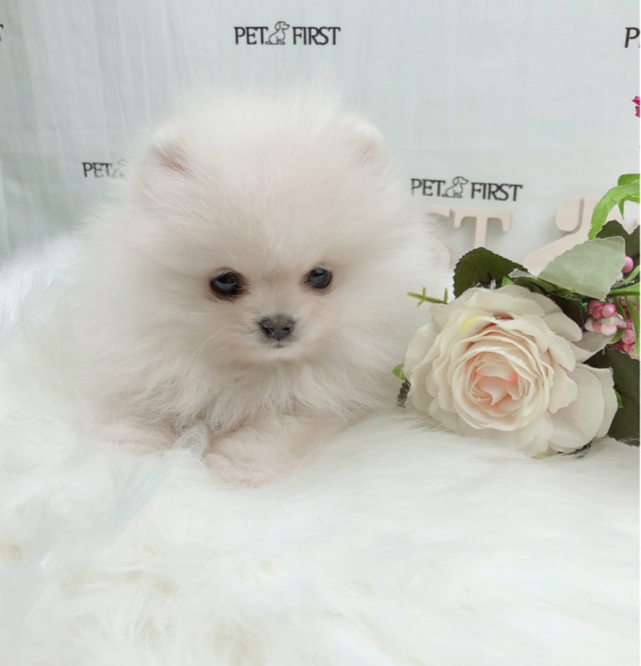 포메라니안 입양합니다