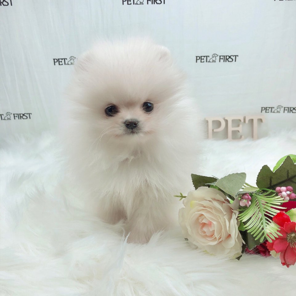 포메라니안 입양합니다