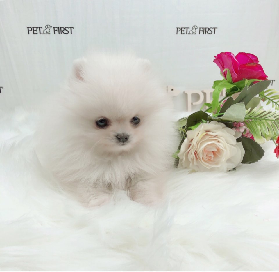 포메라니안 입양합니다