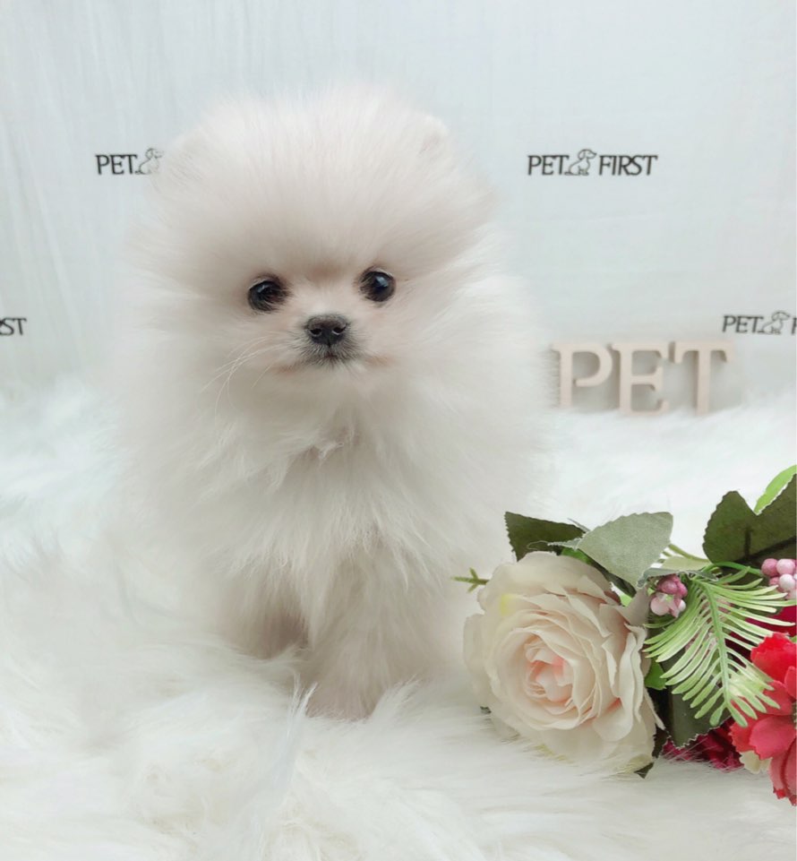 포메라니안 입양합니다