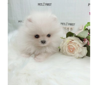 포메라니안 입양합니다