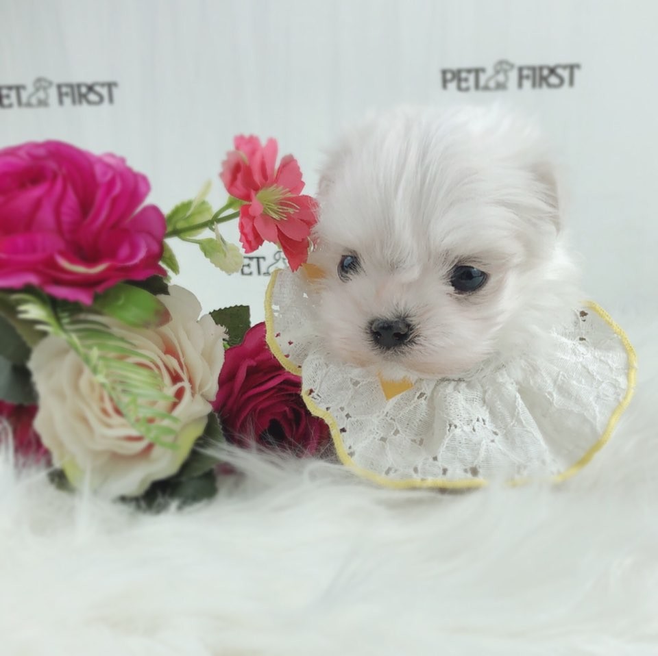 말티즈 입양합니다